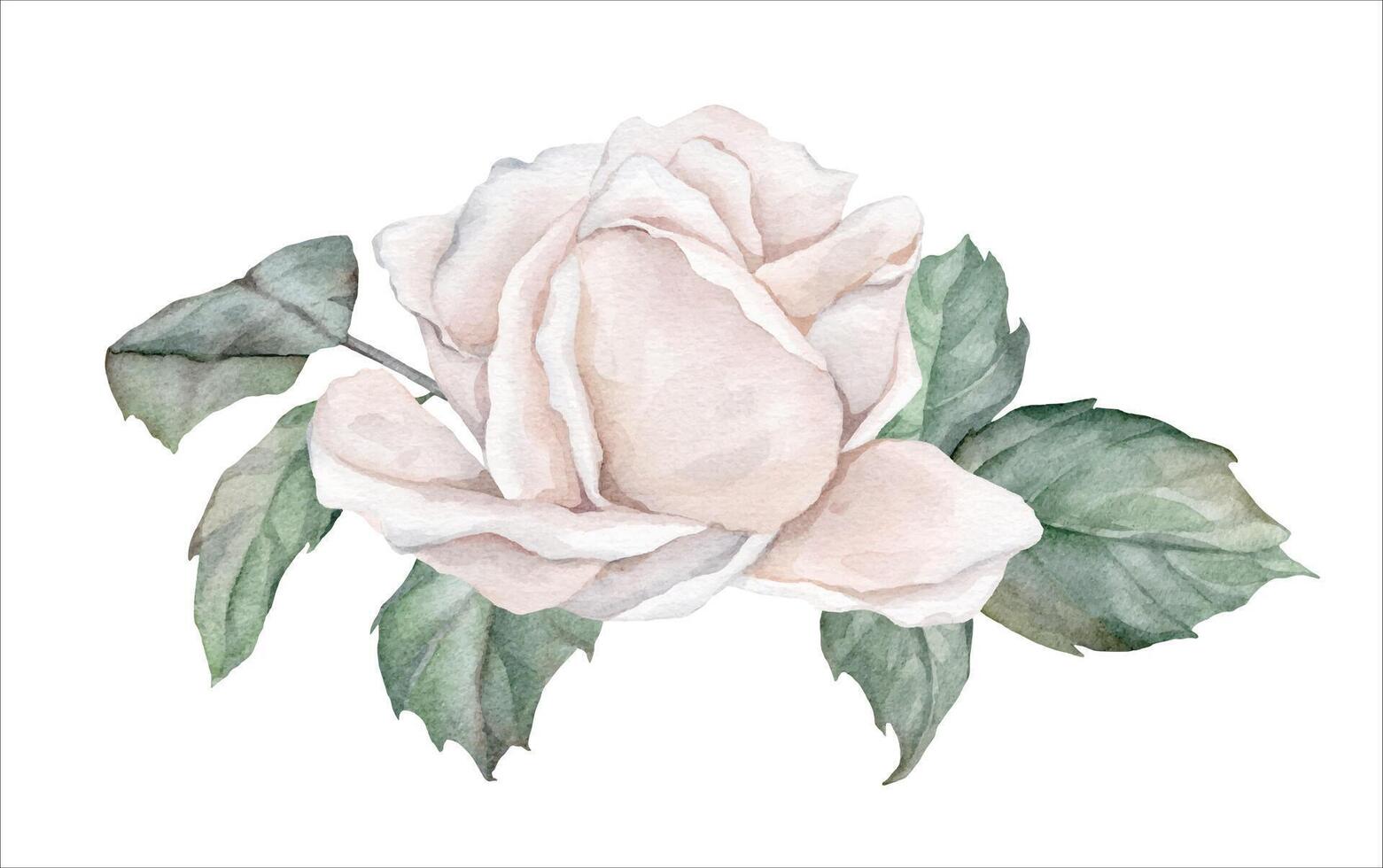 Watercolor composition from white creame roses and green leaves. Hand drawn illustration flower isolated white background. Element hand painted natural plant twigs with ligth pink rose for design vector