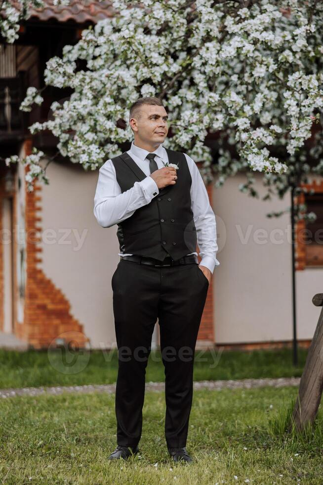The groom in a black vest and black pants fastens a button and poses, against the background of a blooming tree. Wedding portrait. photo