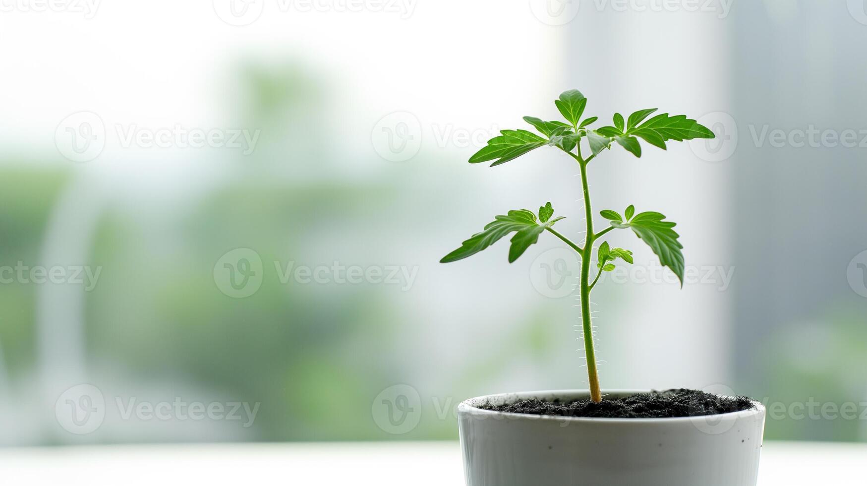ai generado sostenible crecimiento, joven tomate planta adentro foto