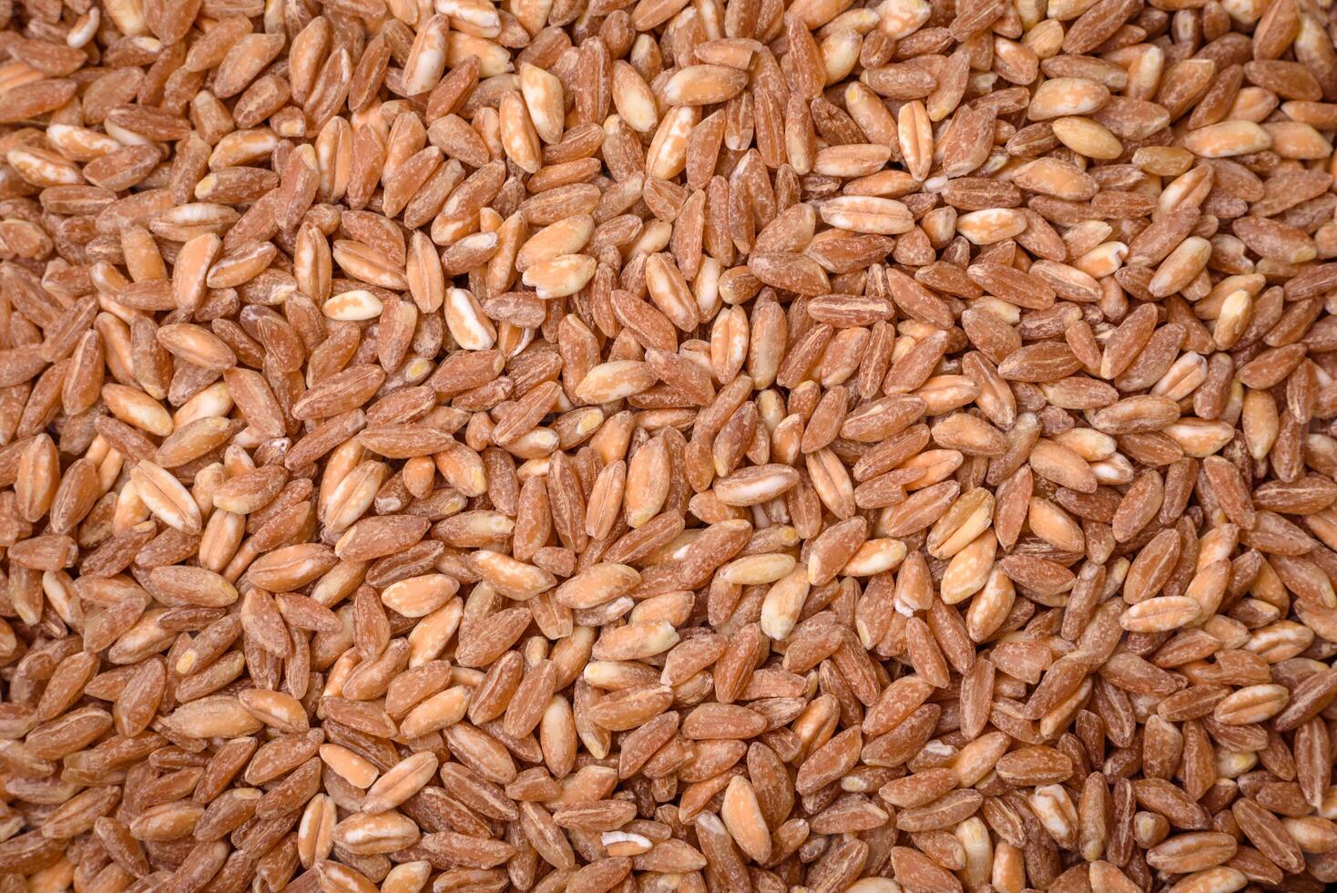 Large grains of wheat porridge are brown in color when raw photo