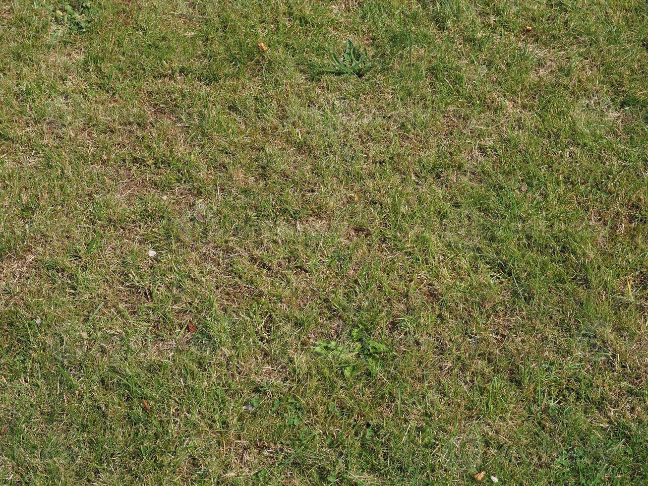green meadow background photo