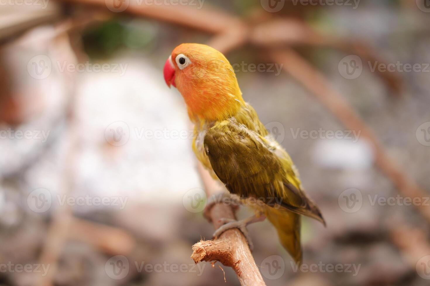 Little lovebird sitting on a tree branch photo