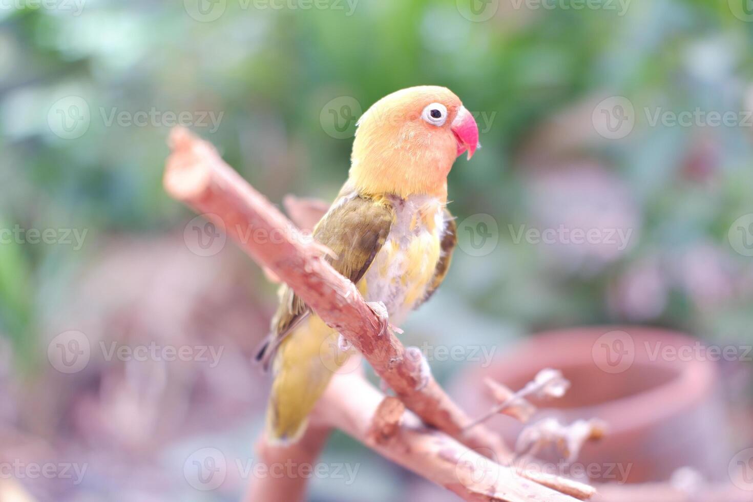 Little lovebird sitting on a tree branch photo