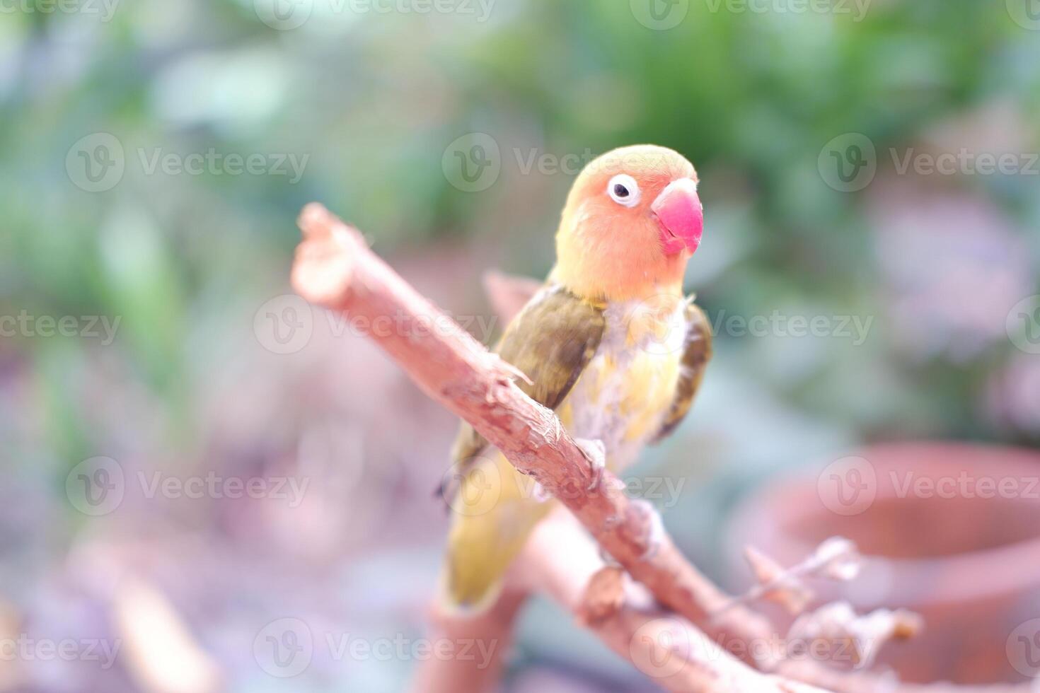 Little lovebird sitting on a tree branch photo