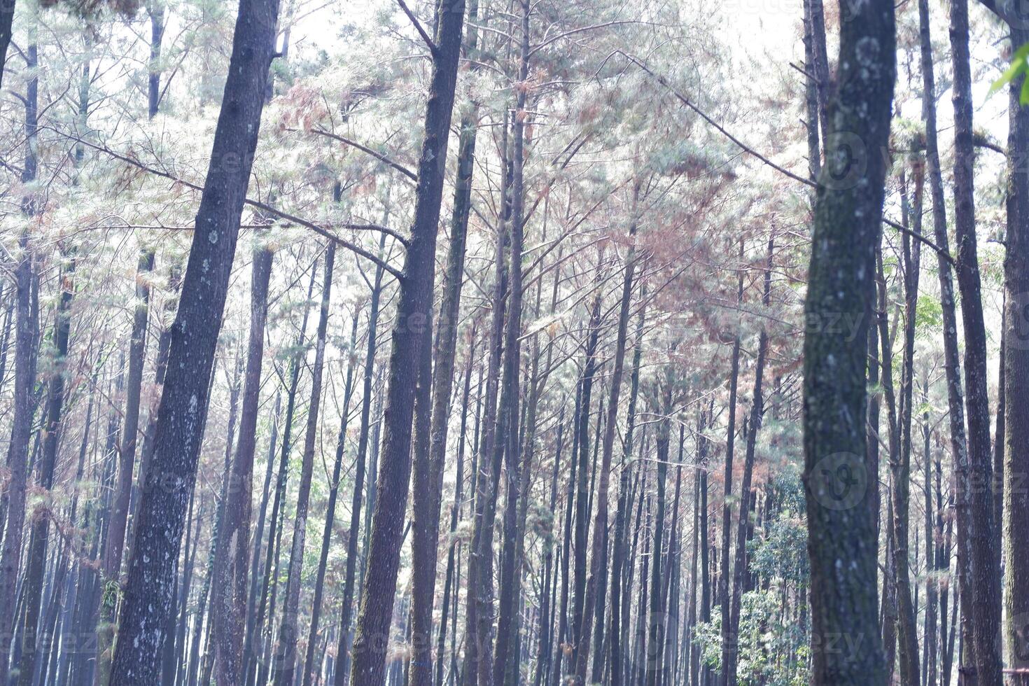 The rain forest in the rainy season at National Park photo