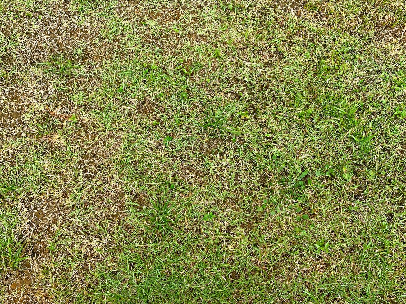 The empty expanse of a well-kept lawn under the bright light of day, providing a blank canvas for creative design. photo