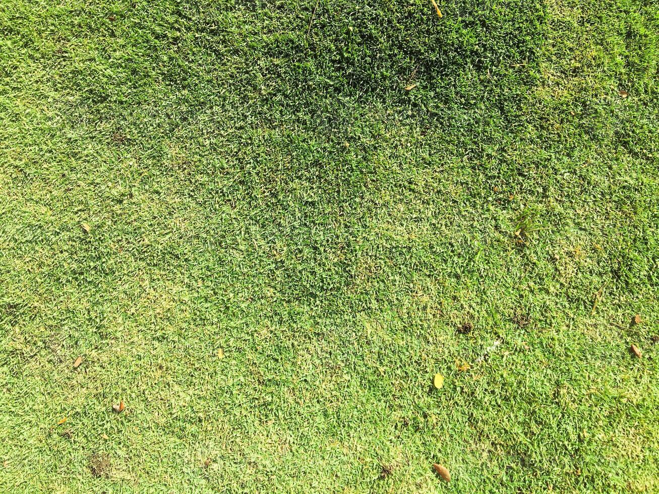 The empty expanse of a well-kept lawn under the bright light of day, providing a blank canvas for creative design. photo