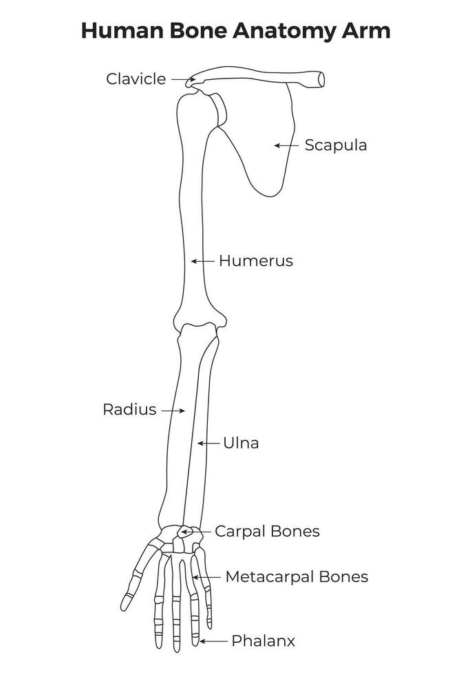 Human Bone Anatomy Arm Science Design Vector Illustration