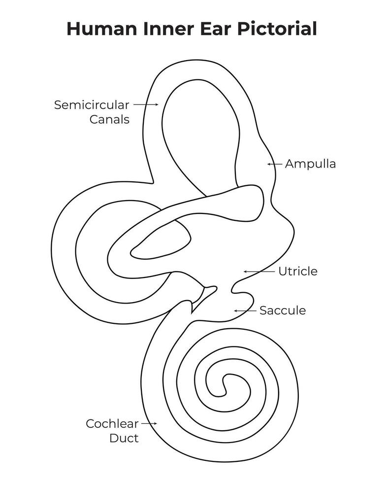 Human Inner Ear Pictorial Science Design Vector Illustration