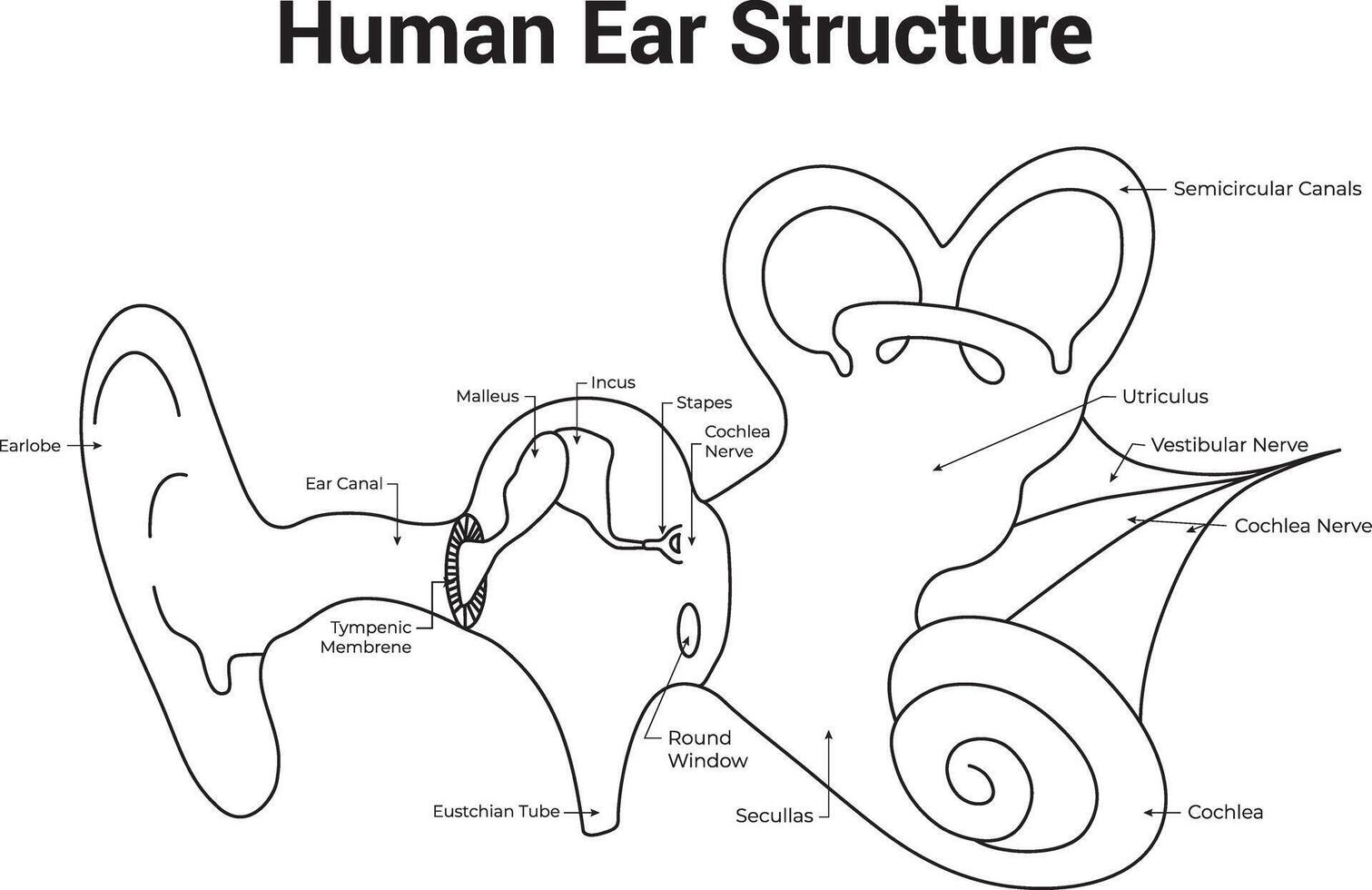 Human Ear Structure Science Design Vector Illustration