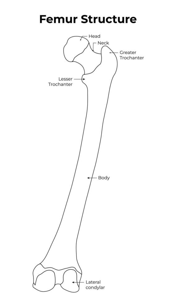 Femur Structure Science Design Vector Illustration