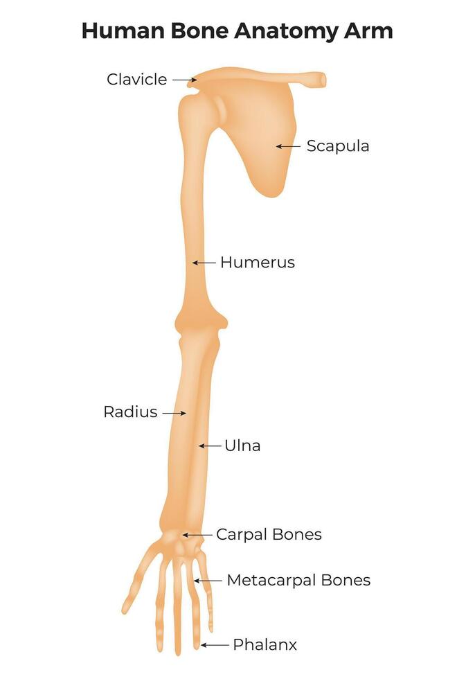 humano hueso anatomía brazo Ciencias diseño vector ilustración