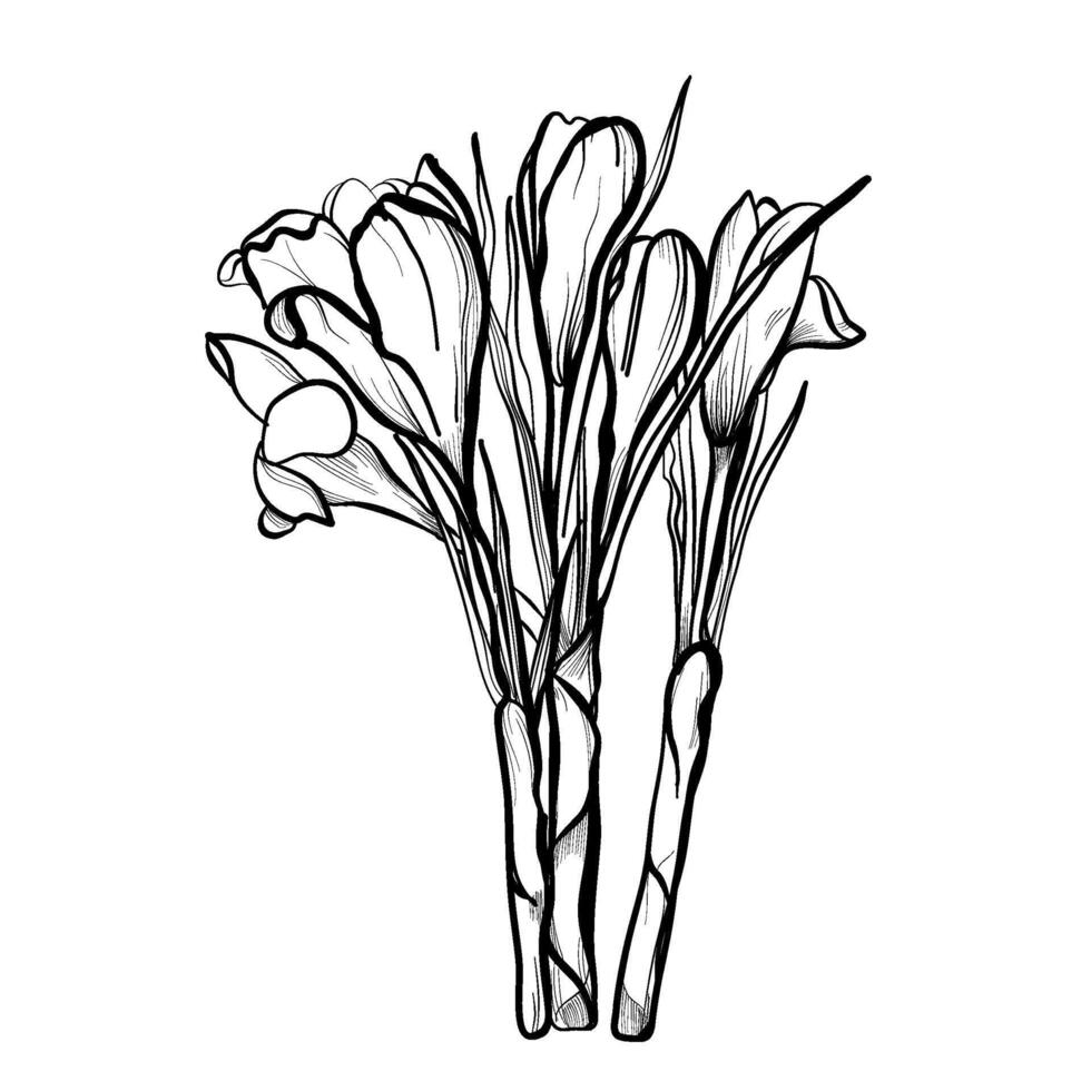 hand drawing of a bouquet of crocuses vector