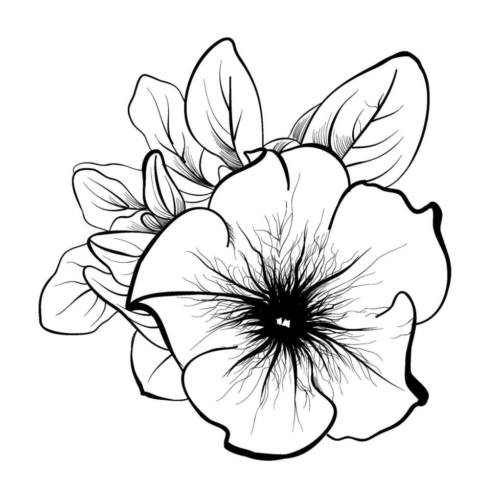 ilustración de un petunia flor vector dibujo por mano