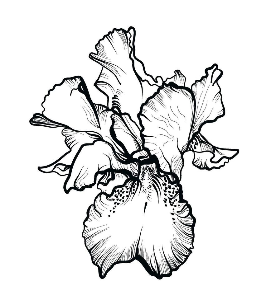 hand drawing of a blooming iris flower vector