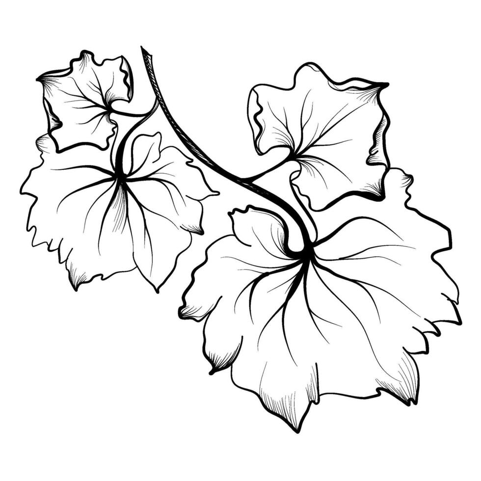 hand-drawn branches with grape leaves vector illustration