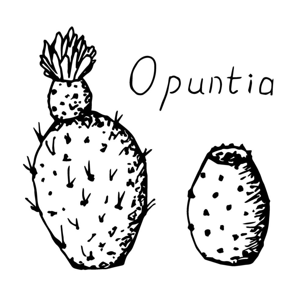 dibujado a mano vector conjunto de negro describir, cactus dibujo, Opuntia flor y fruta, espinoso pera, indio higo en un blanco antecedentes. orgánico alimentos, suculentas, dieta.