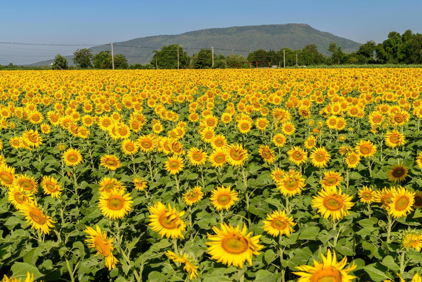 Beautiful sunflower flower blooming in sunflowers field with blue sky background. photo