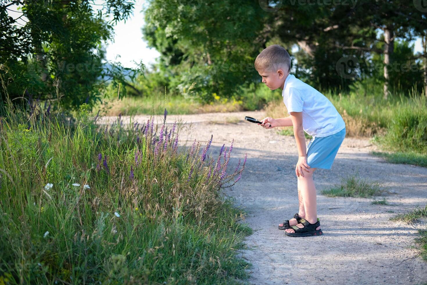 The child examines blue flowers through a magnifying glass - common eryngium. A little boy looks through a magnifying glass medicinal plant Echium vulgare. photo