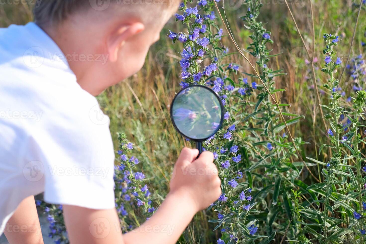 The child examines blue flowers through a magnifying glass - common eryngium. A little boy looks through a magnifying glass medicinal plant Echium vulgare. photo