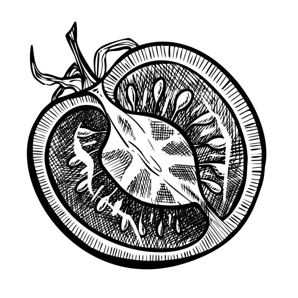 Tomato vector drawing. Sketch with sliced piece of vegetable in engraved style. Detailed illustration of vegetarian food painted by black inks. Farm market product for label or icon