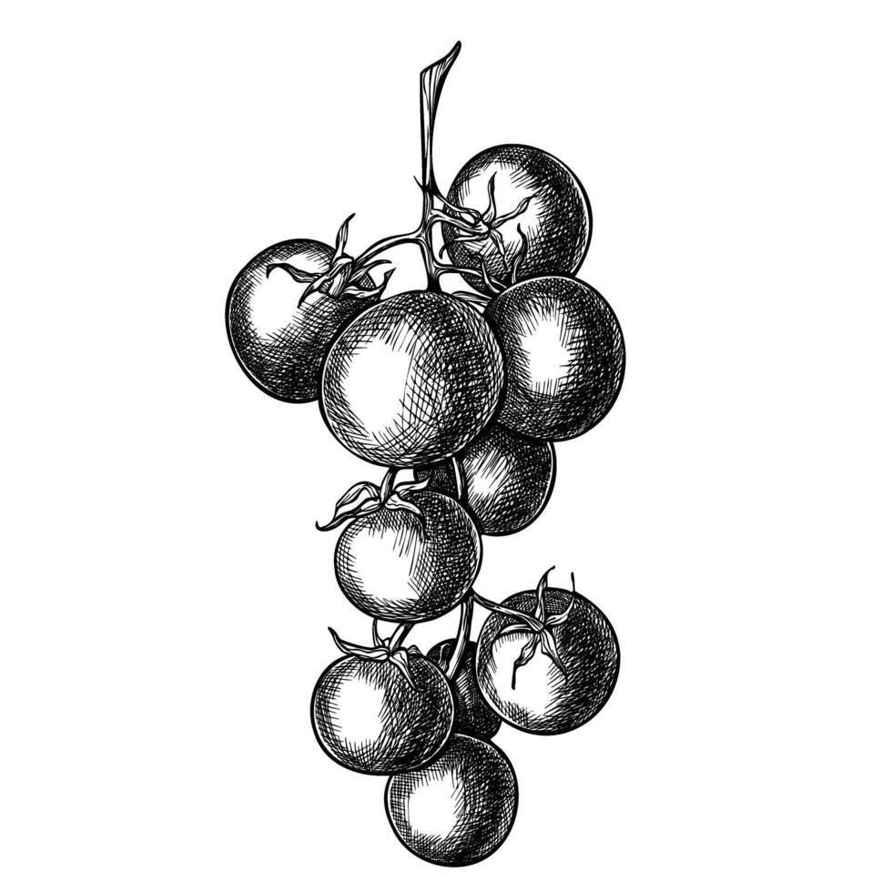 Tomato vector sketch. Hand drawn illustration with Branch of vegetables painted by black inks on isolated background. Engraving of vegetarian food. Drawing in line art style. Monochrome etching