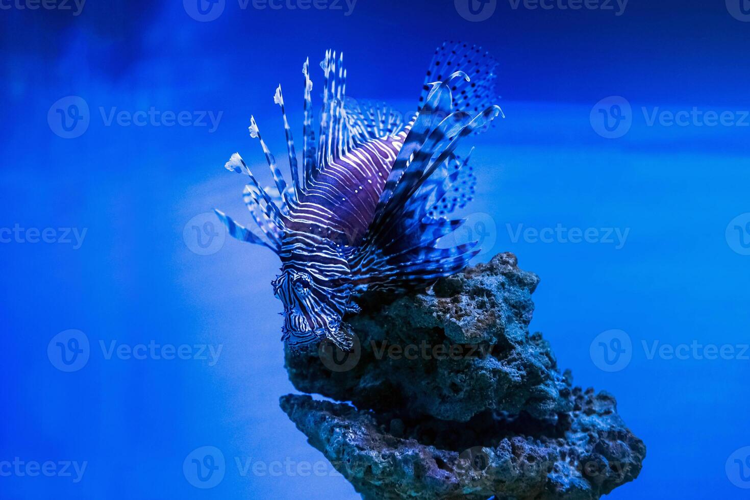 A beautiful predatory Pterois volitans swims in search of food in blue water. Red lionfish - one of the dangerous coral reef fish. Beautiful and dangerous animals. photo