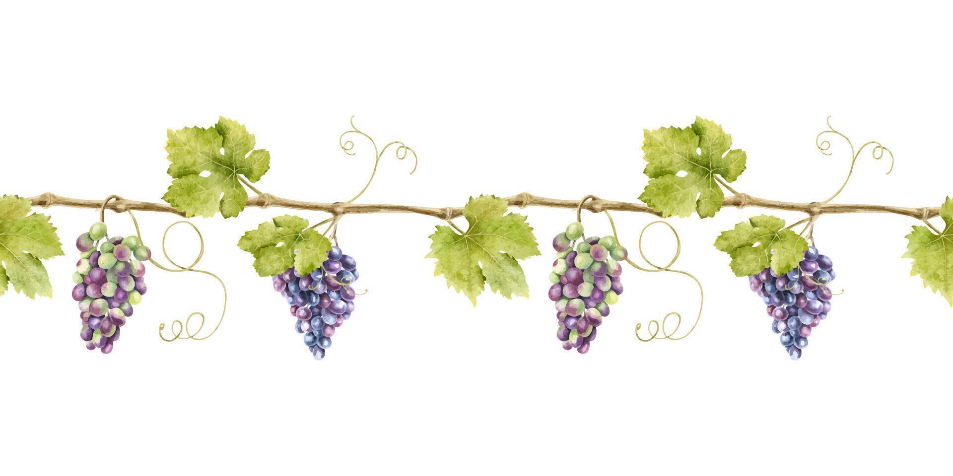 Seamless border of bunch red grapes with leaves. Banner of vine. Isolated watercolor illustrations for design of labels of wine, grape juice and cosmetics, wedding cards, stationery, greetings cards vector