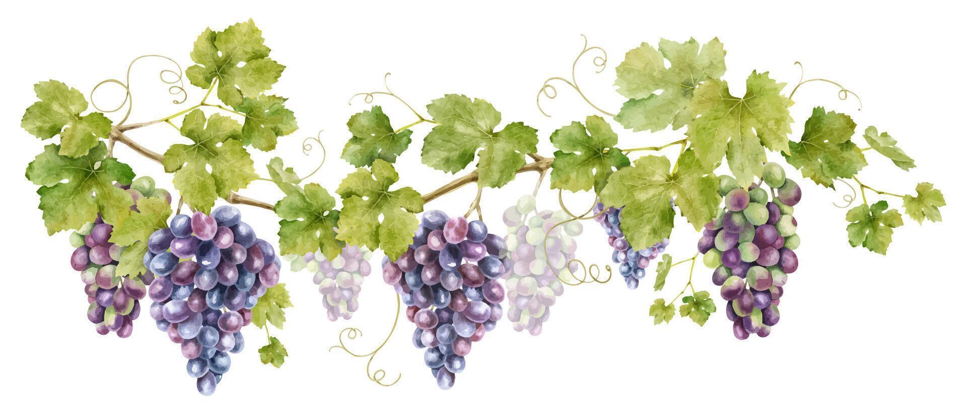 A bunch of grapes with leaves. Isolated watercolor illustration of Grape vine. For the design of labels of wine, grape juice and cosmetics, wedding cards, stationery, greetings, wallpaper, invitations vector