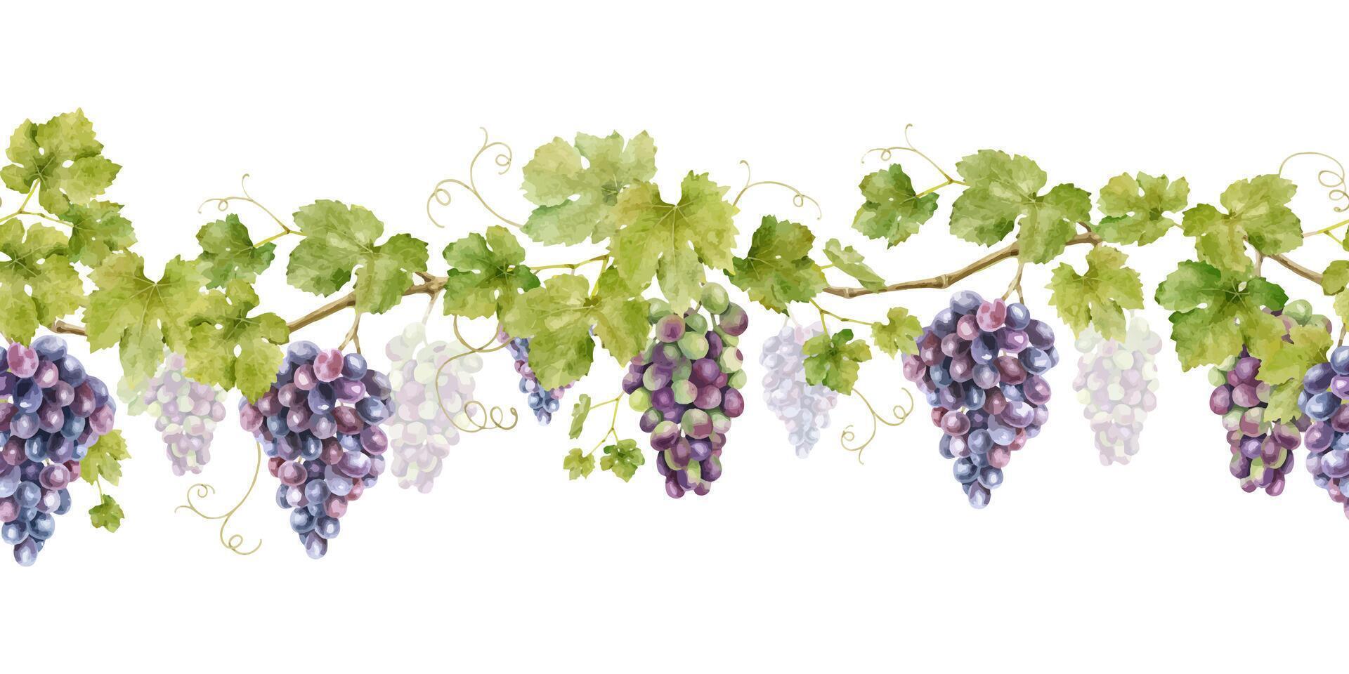 Seamless border of bunch red grapes with leaves. Banner of vine. Isolated watercolor illustrations for design of labels of wine, grape juice and cosmetics, wedding cards, stationery, greetings cards vector