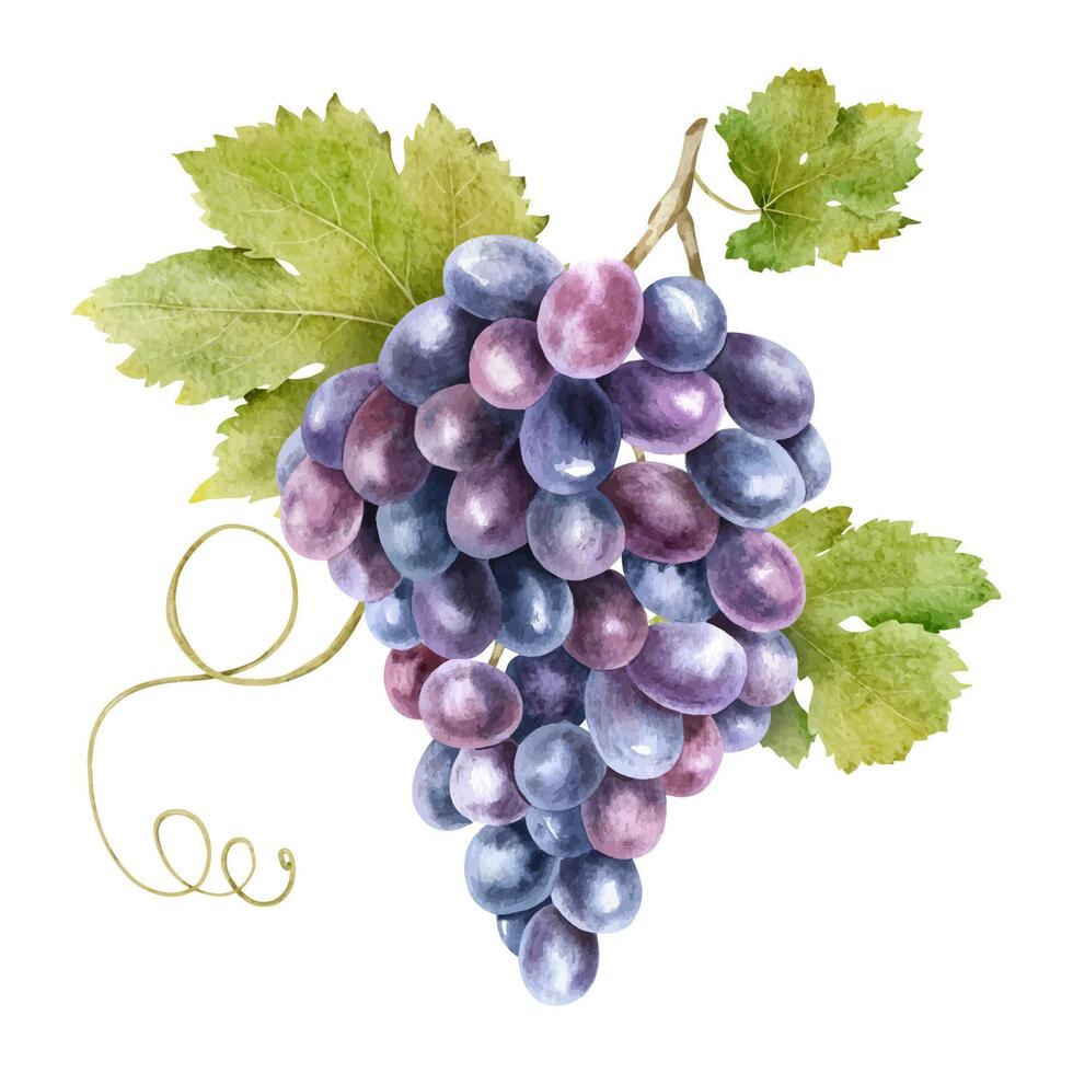 A bunch of grapes with leaves. Grape vine. Watercolor illustrations. Isolated. For the design of labels of wine, grape juice and cosmetics, wedding cards, stationery, greetings, wallpaper, invitations vector