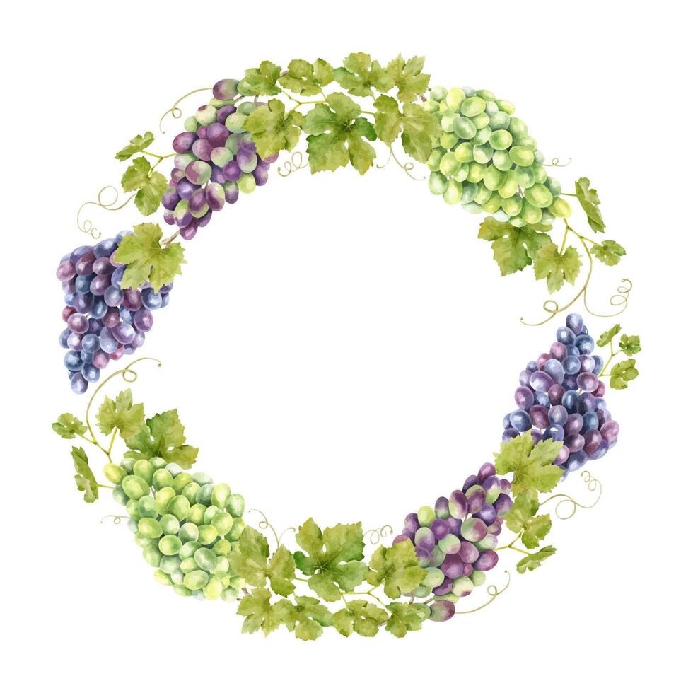 marco de manojo rojo uvas con hojas. modelo de enredadera. aislado acuarela ilustraciones para el diseño de etiquetas de vino, uva jugo y productos cosméticos, Boda tarjetas, papelería, saludos tarjetas vector