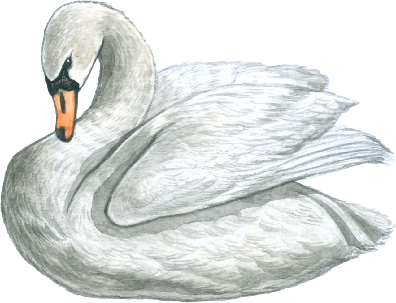Swan watercolor bird wildlife forest animal png
