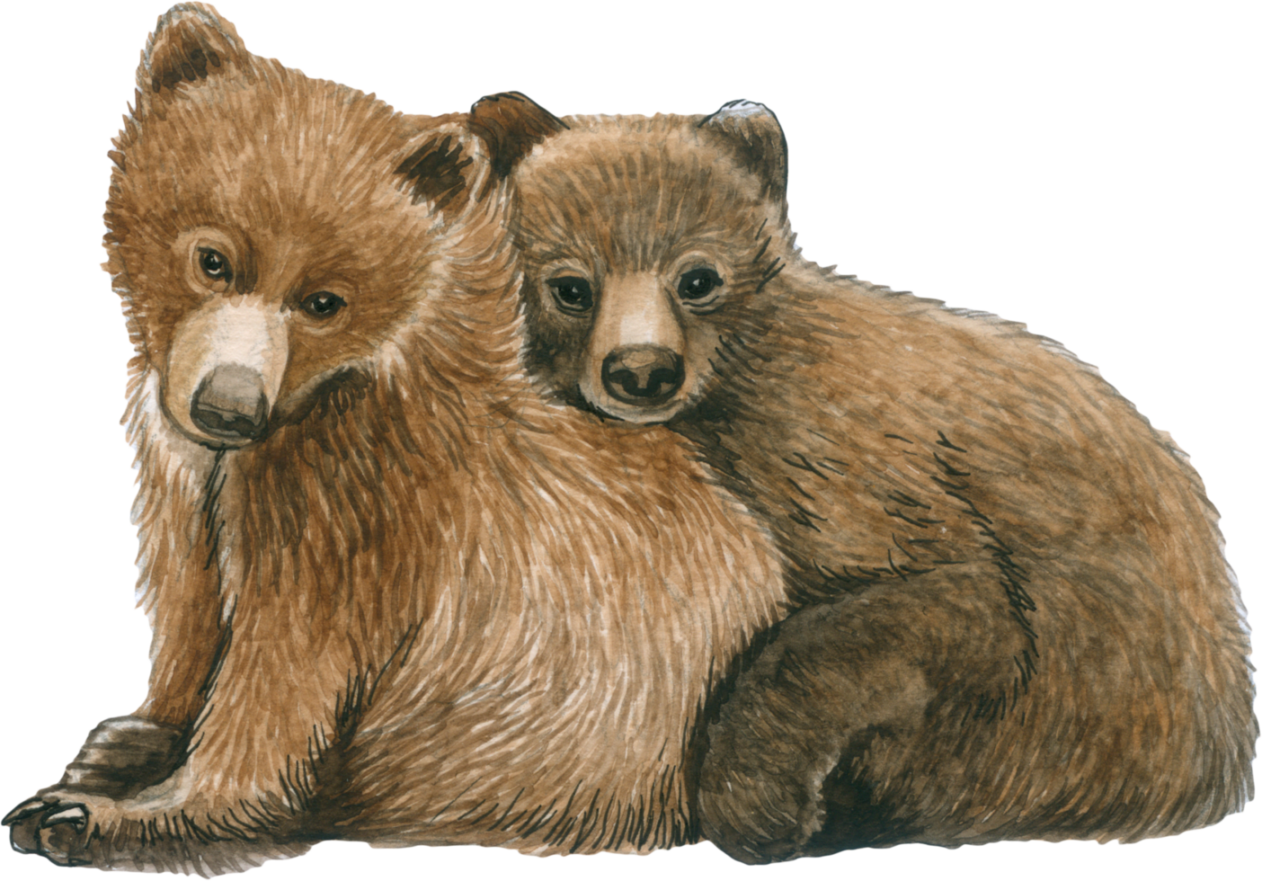 Urso aguarela animal animais selvagens adorável animal png