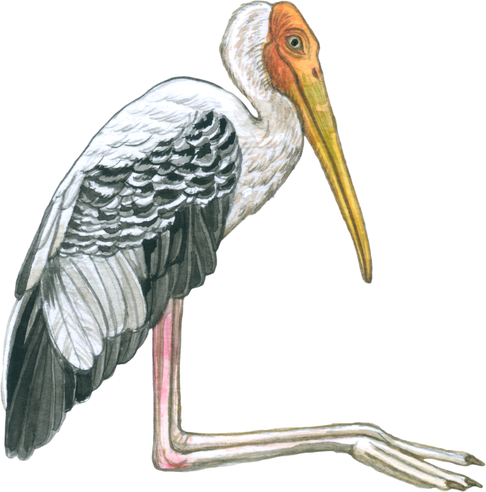 Stork watercolor bird wildlife forest animal png
