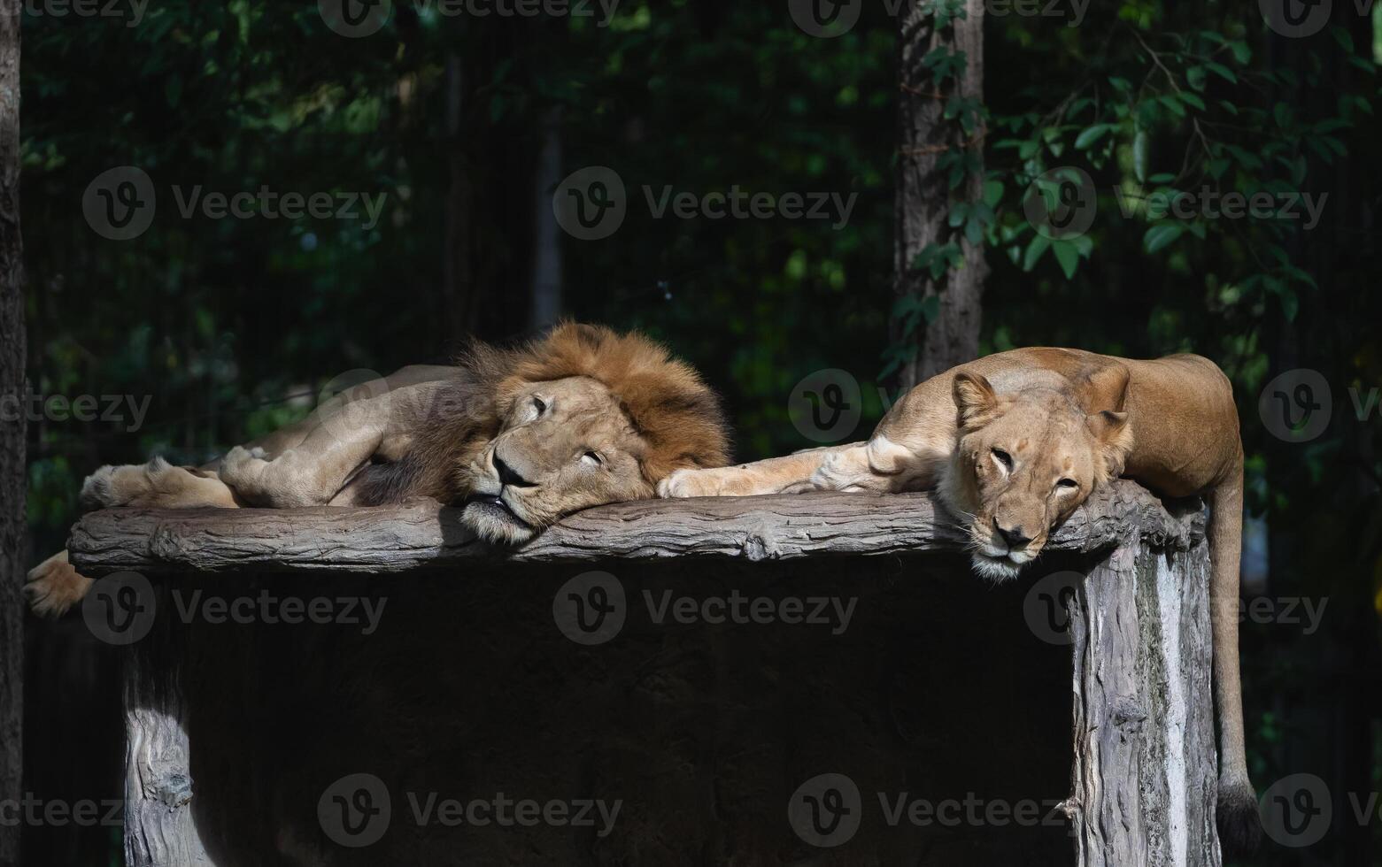 A male lion and a female lion rest in a zoo in Chiang Mai, Thailand. photo