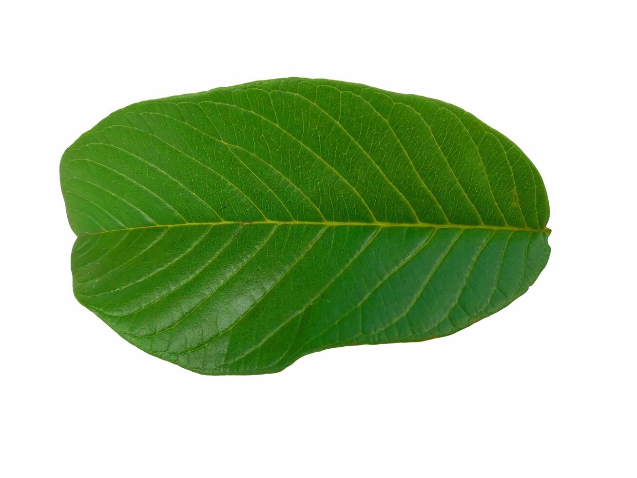 Fresh Guava leaf isolated on white background. photo