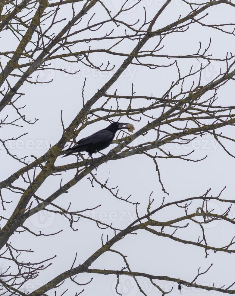 Close up shot of the raven with some bone in its beak on the winter day. Concept photo