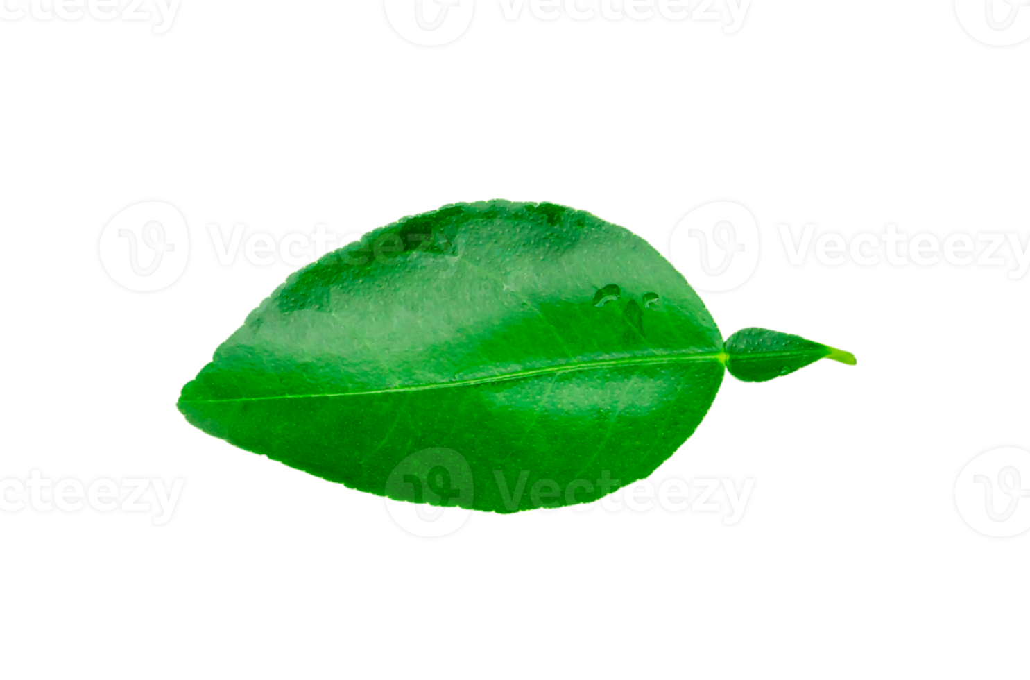 top visie van vers groen citroen blad geïsoleerd met knipsel pad in PNG het dossier formaat