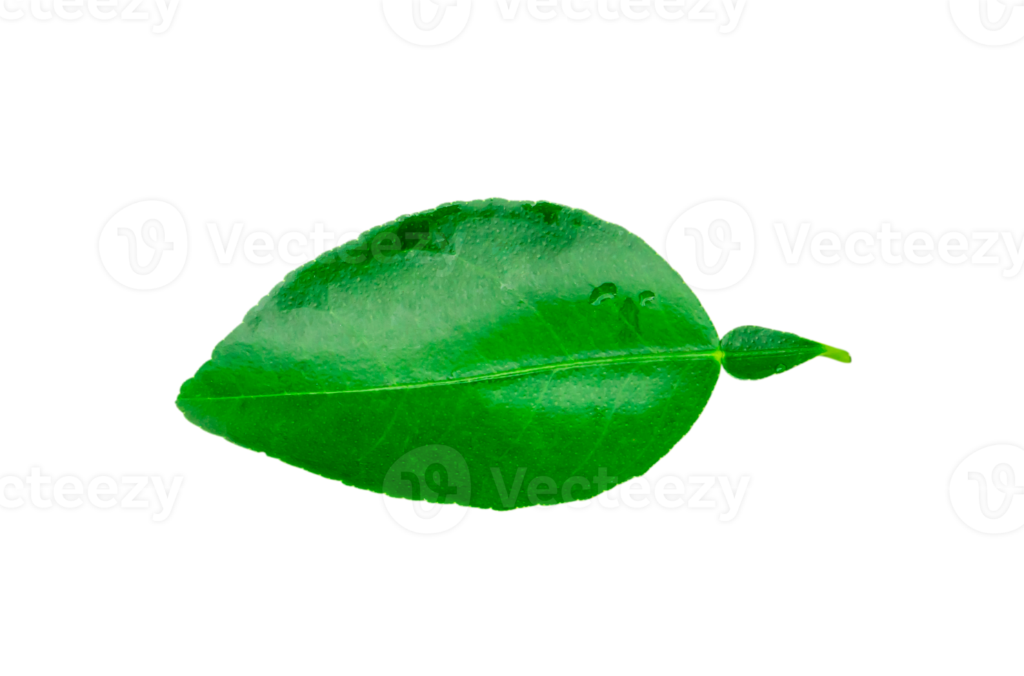 Top view of fresh green lemon leaf isolated with clipping path in png file format