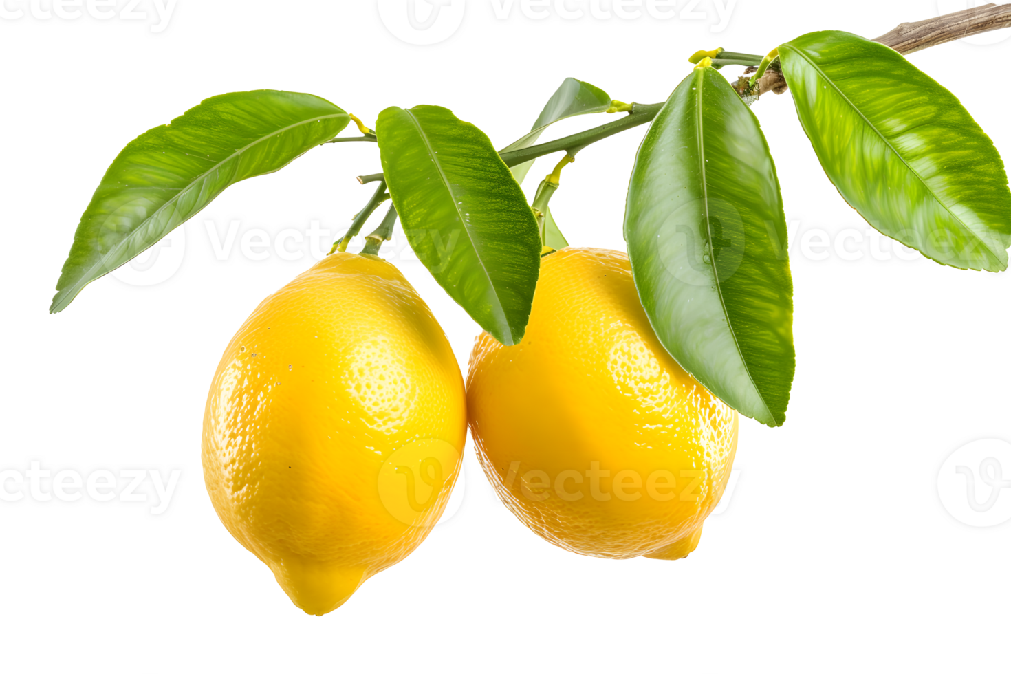 AI generated Two Lemon fruits hanging with branch and leaves PNG
