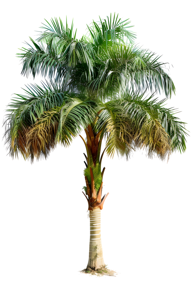 AI generated palm tree PNG