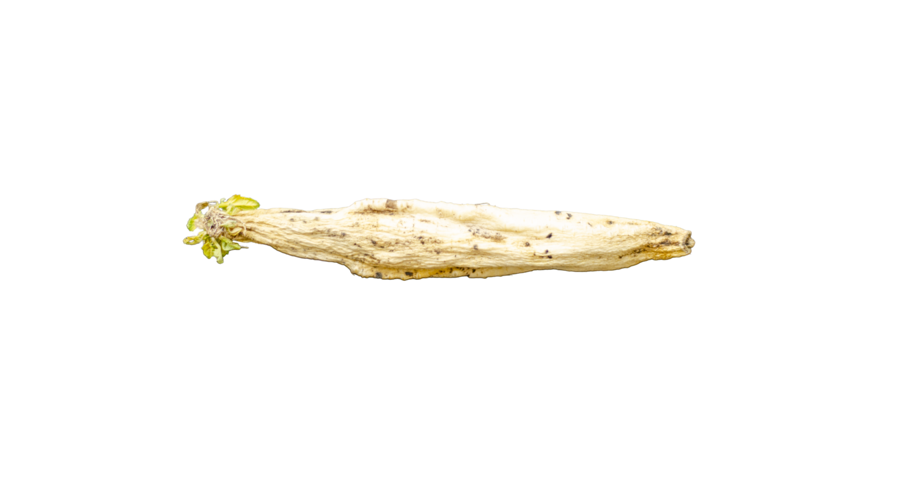 Un fresh old white daikon radish stored for a long time. on transparent background png