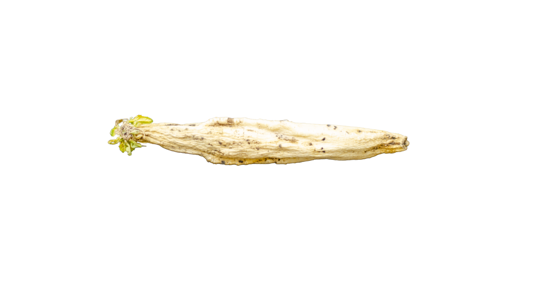 un vers oud wit daikon radijs opgeslagen voor een lang tijd. Aan transparant achtergrond png