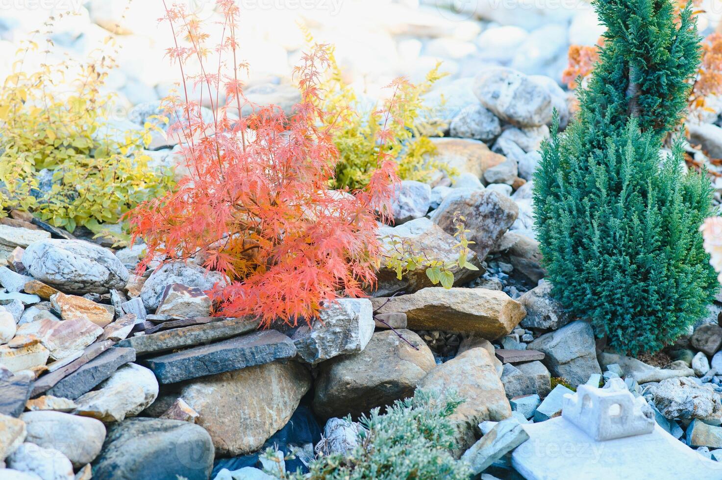 evergreen plantings in the garden center. landscaping photo