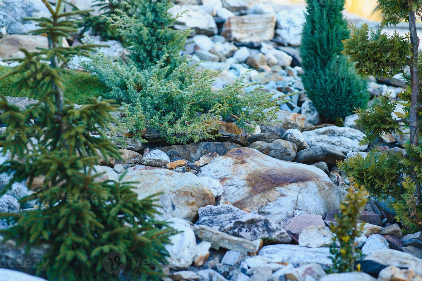 Coniferous rockery in landscaping. Different types of pine and spruce with different color needles photo