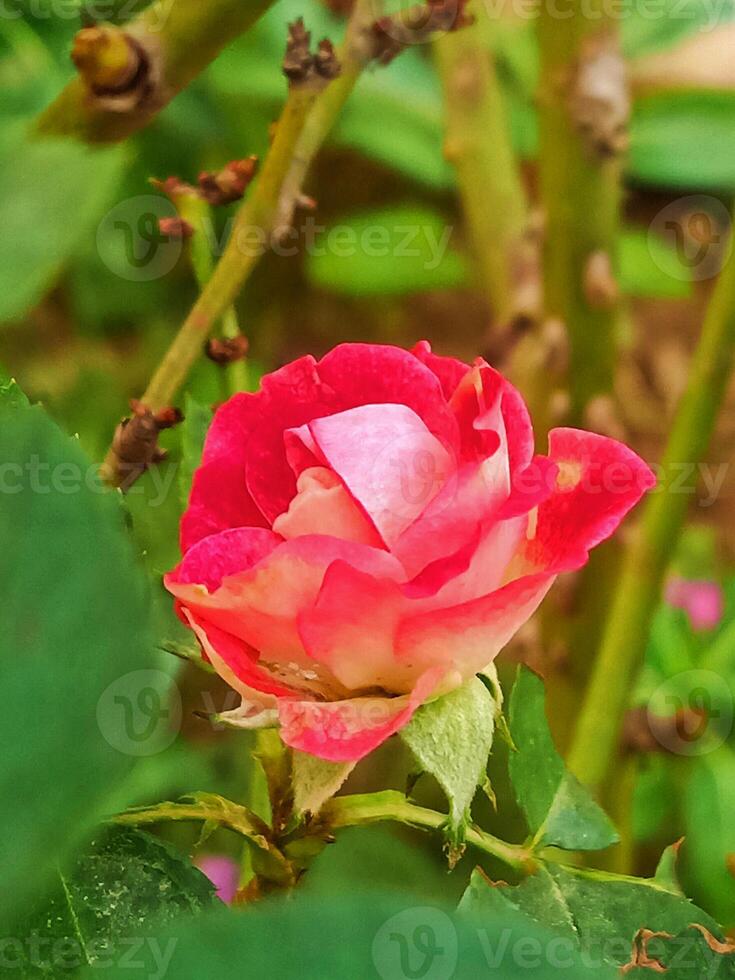 a single pink rose is blooming in the garden photo