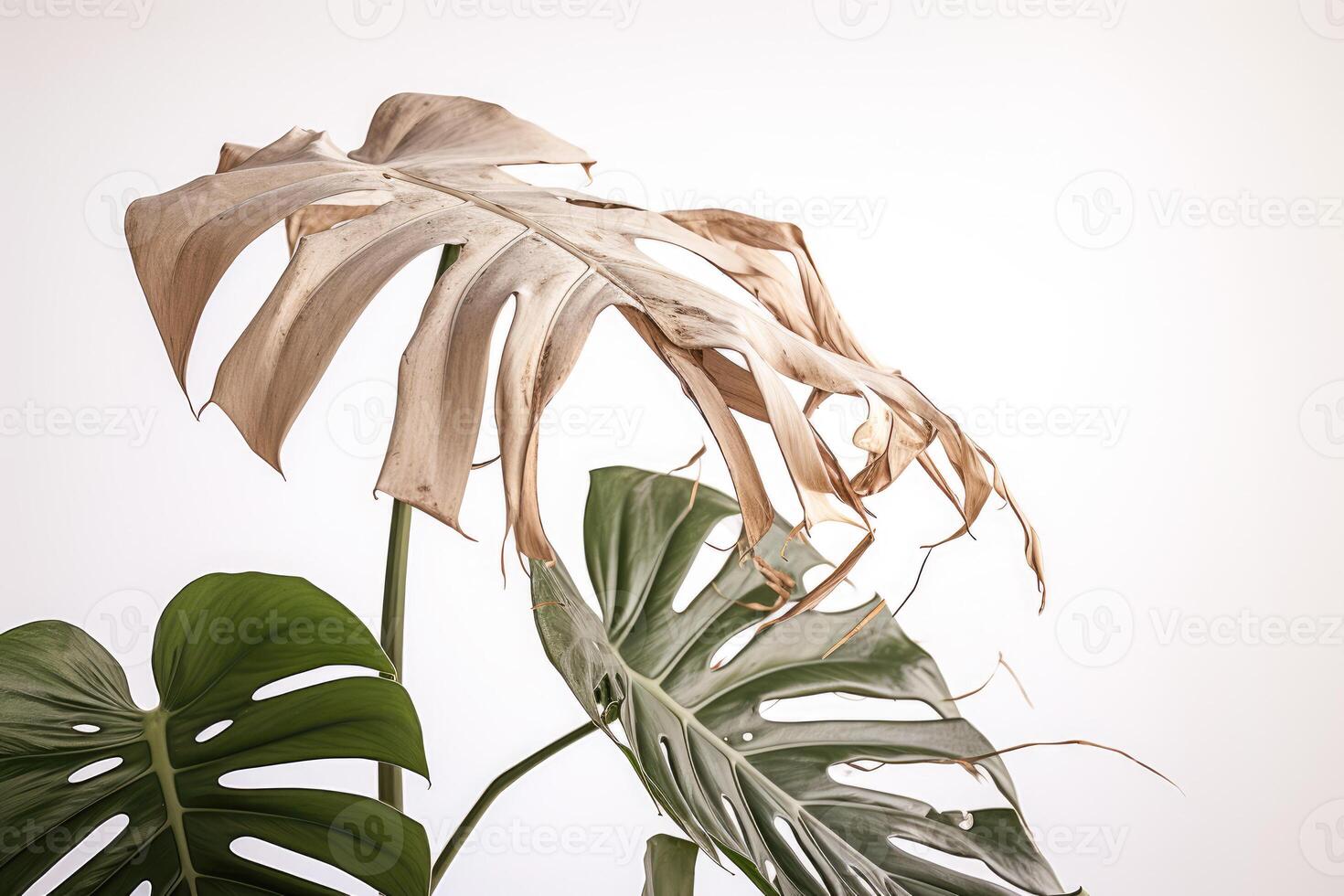 ai generado marchito monstera hojas, descuidado ornamental plantas, hogar plantas, incorrecto cuidado foto