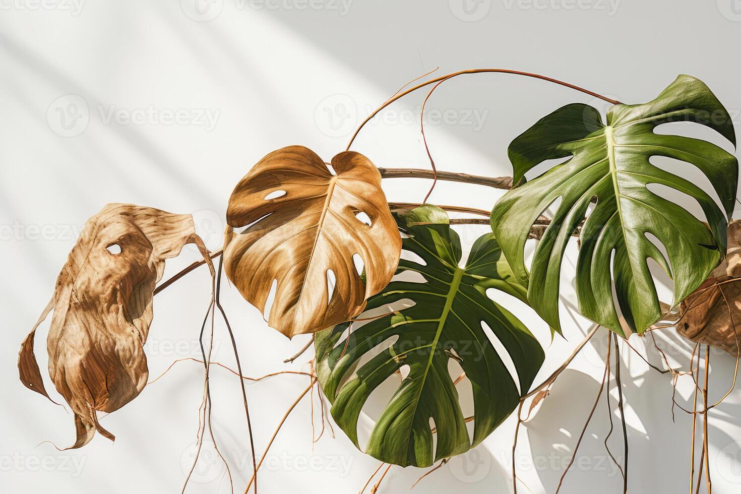 ai generado marchito monstera hojas, descuidado ornamental plantas, hogar plantas, incorrecto cuidado foto