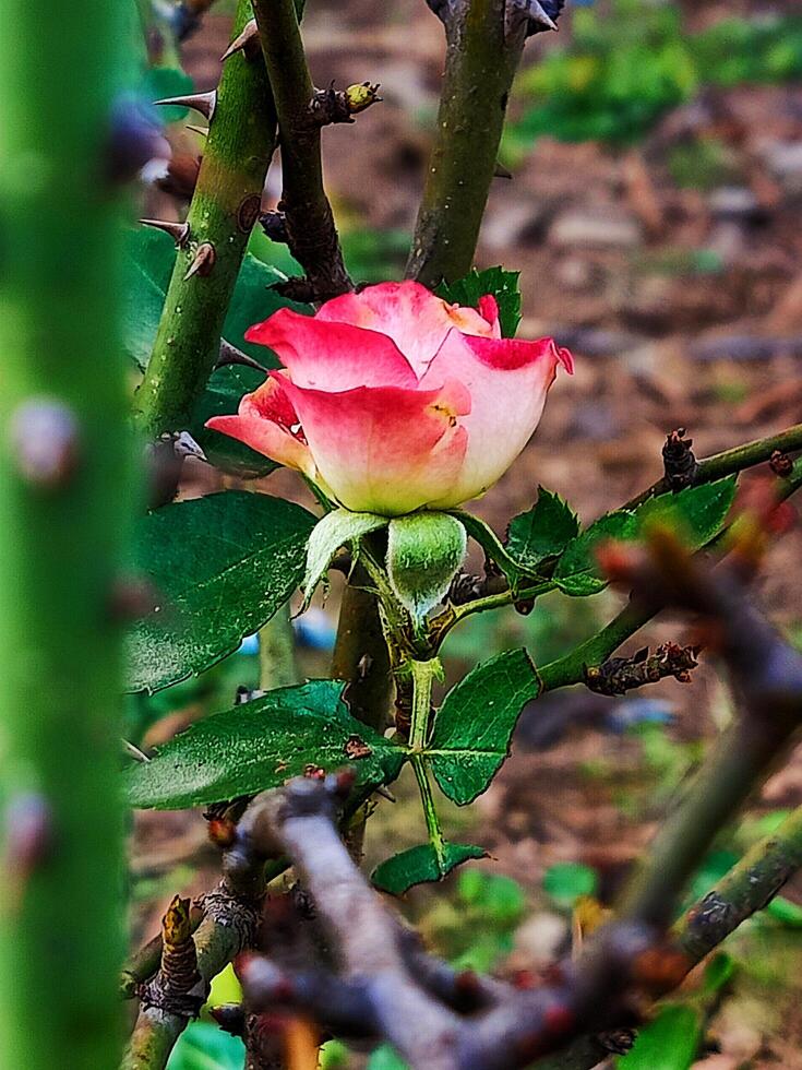 a rose is growing on a branch in the garden photo